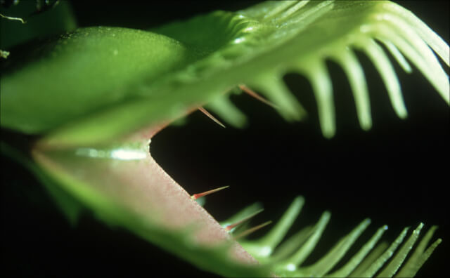 「悪魔の爪」、ネバネバ腺毛！ 世にも奇妙な世界の食虫植物5選の画像1